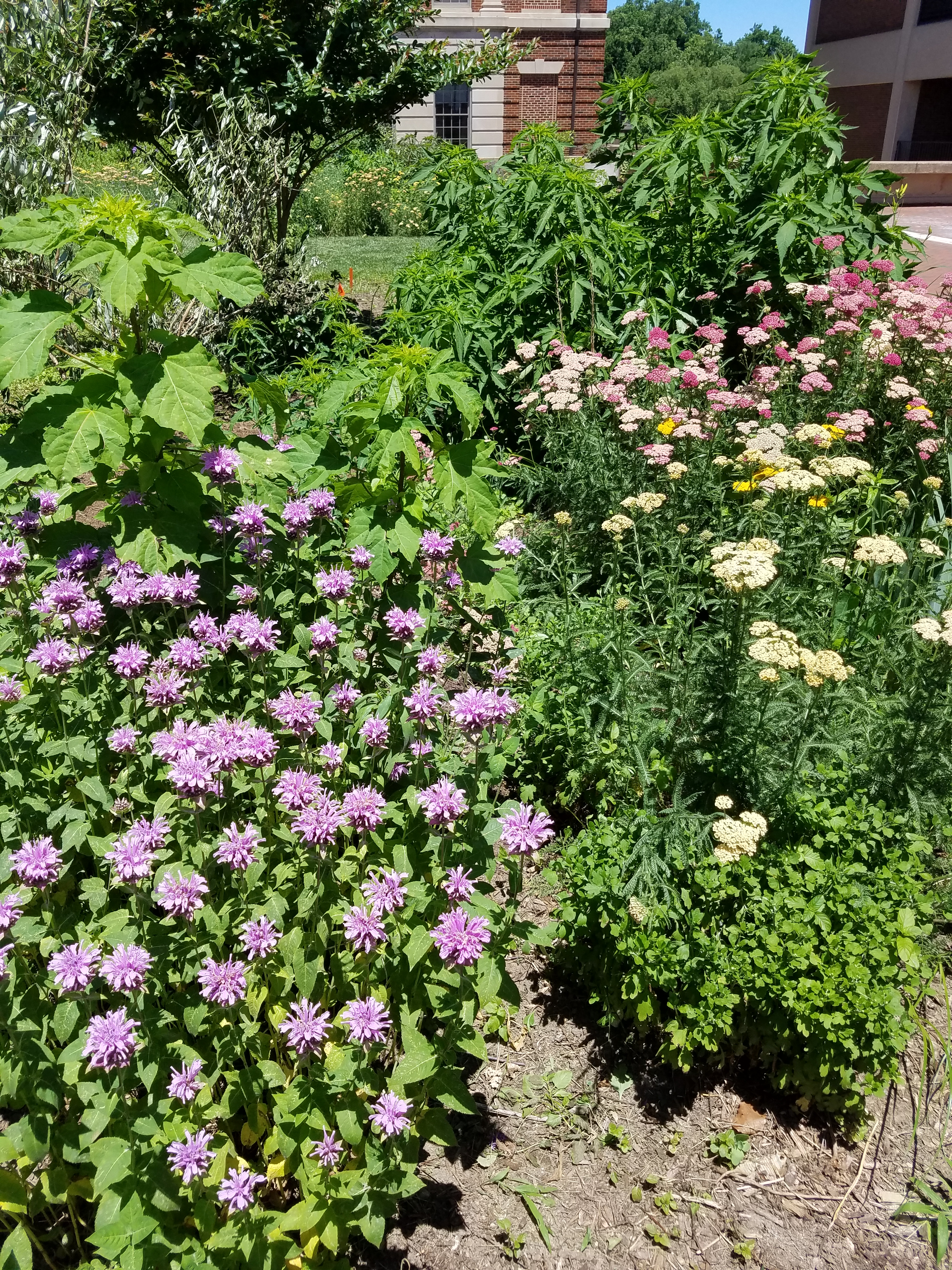 Urban Herb Gardens at Georgetown University Medical Center