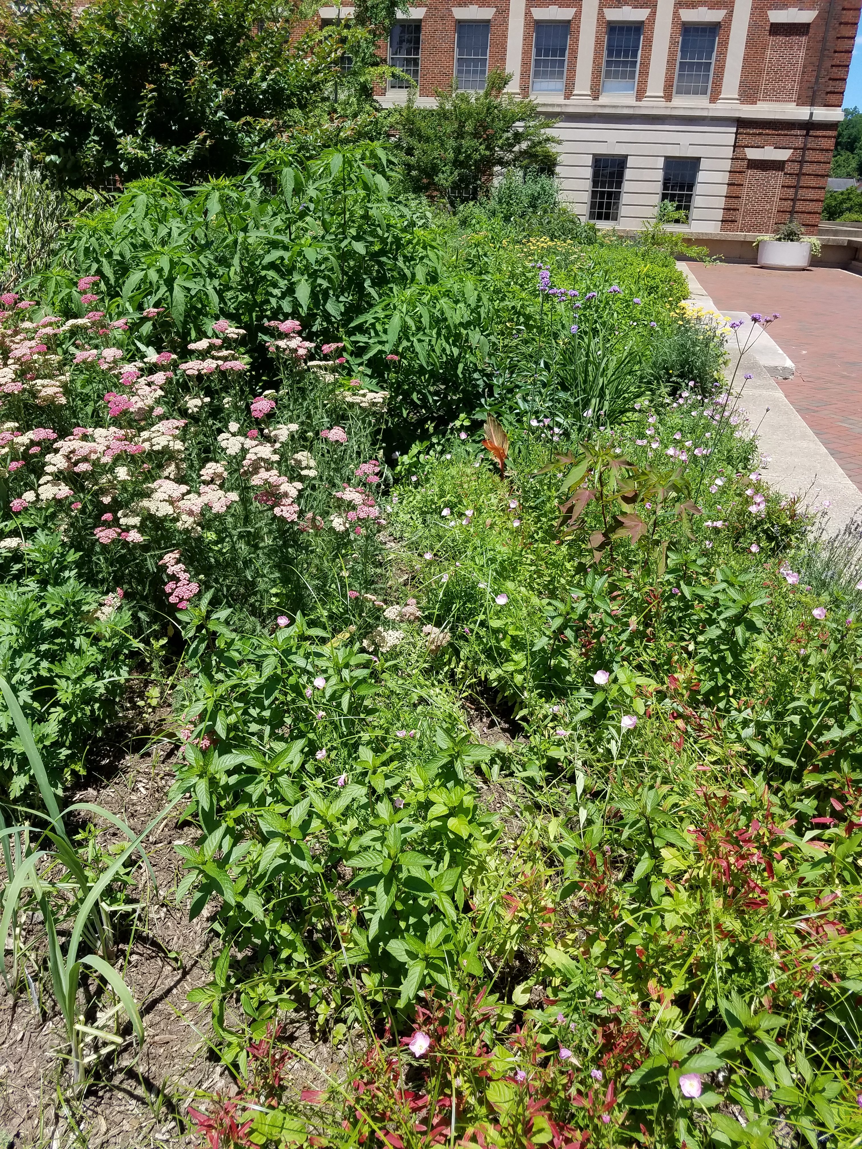 Urban Herb Gardens at Georgetown University Medical Center
