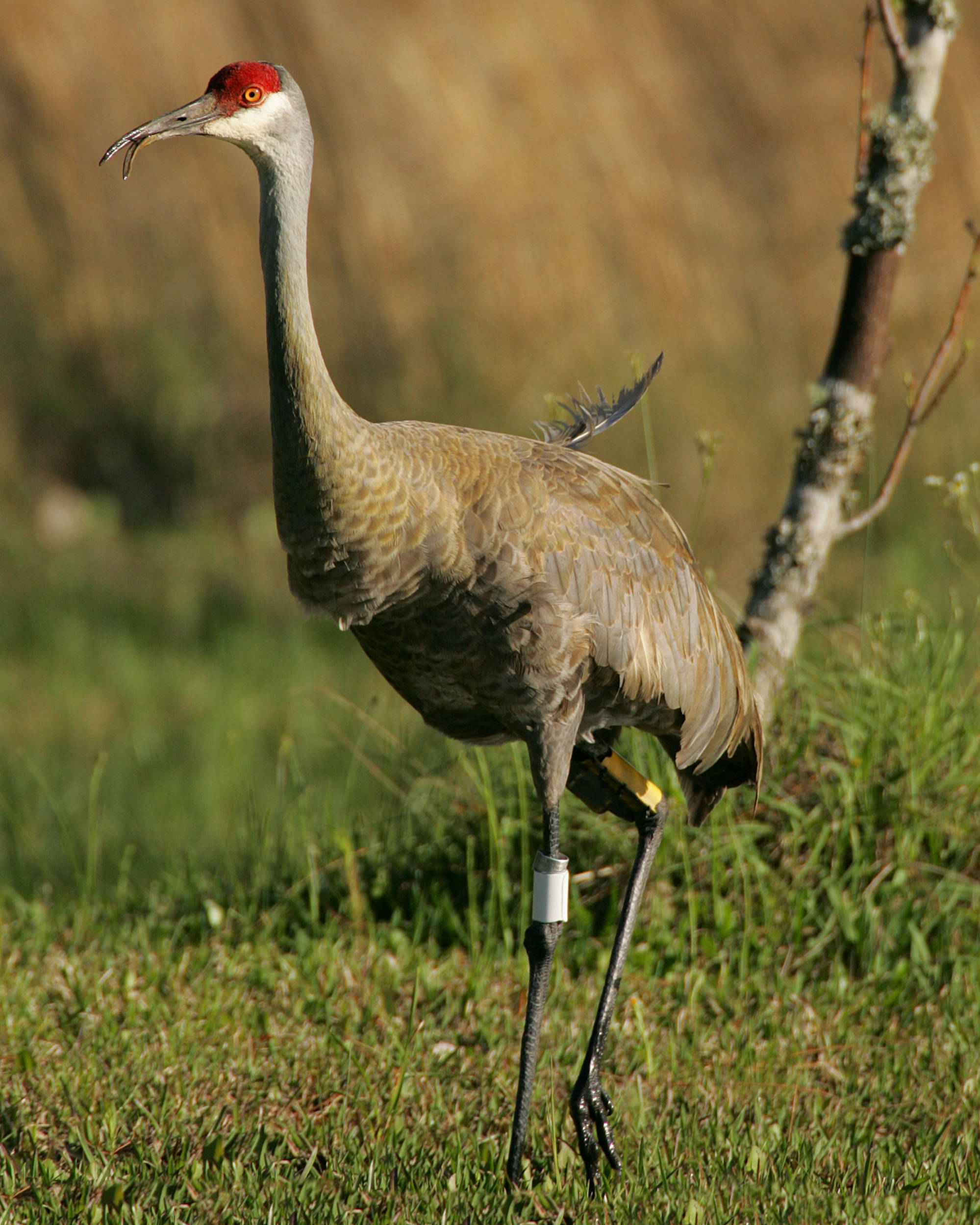 A beautiful sandhill crane stands in the Mississippi Sandhill Crane National Wildlife Refuge. Loss of crane habitat, due to the conversion of open pine savanna to pine plantations, aggravated its decline.7 Photo by Steve Hillebrand, U.S. Fish and Wildlife Service.
