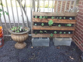 Small pallet garden of succulents
