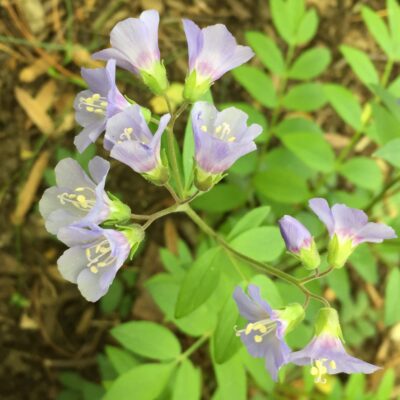 Polemonium reptans, Jacob’s Ladder, Greek Valerian - Flower detail
