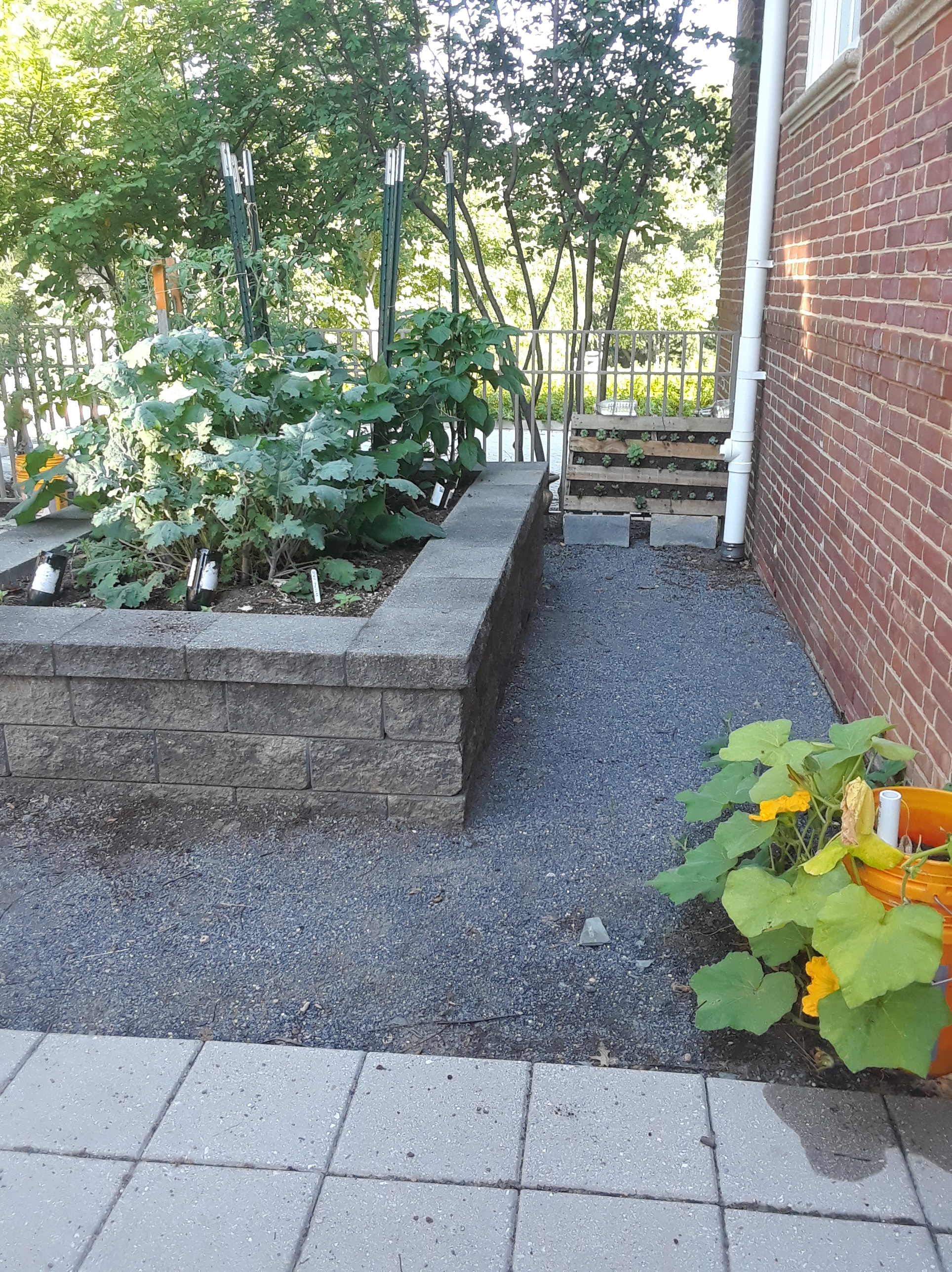 Raised garden by back fence. Small pallet garden and squash plant in self-watering bucket can also be seen