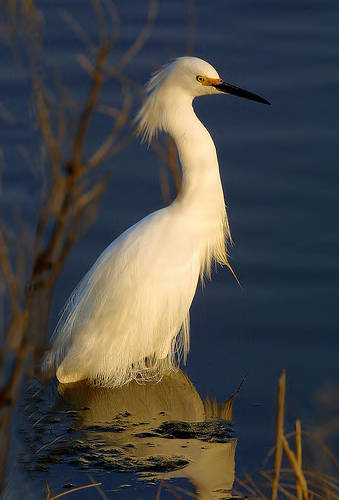 A splendid snowy egret stands in water at the Blackwater National Wildlife Refuge, in Maryland. It was hunted almost to extinction because of its beautiful plumage, which was used to decorate fashionable womens’ hats in the 19th century. Photo by Katherine Whittemore, U.S. Fish and Wildlife Service.