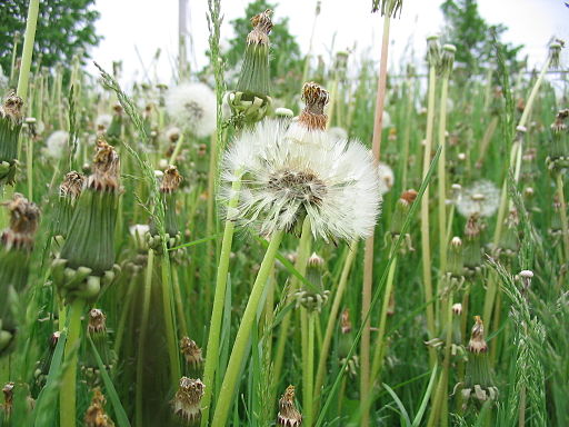 Weeds in Waterloo, Ontario
