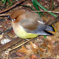 Was this dazed cedar waxwing inebriated from consuming fermented fruit and/or concussed by flying into a window? Photo © Bruce Roberts.