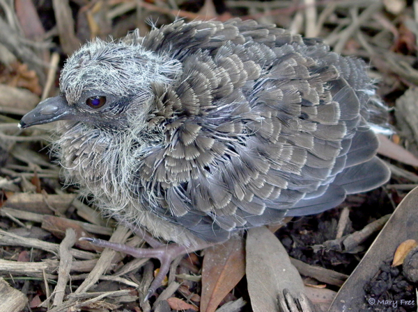 Mourning doves, like this late (7-8 day old) nestling,