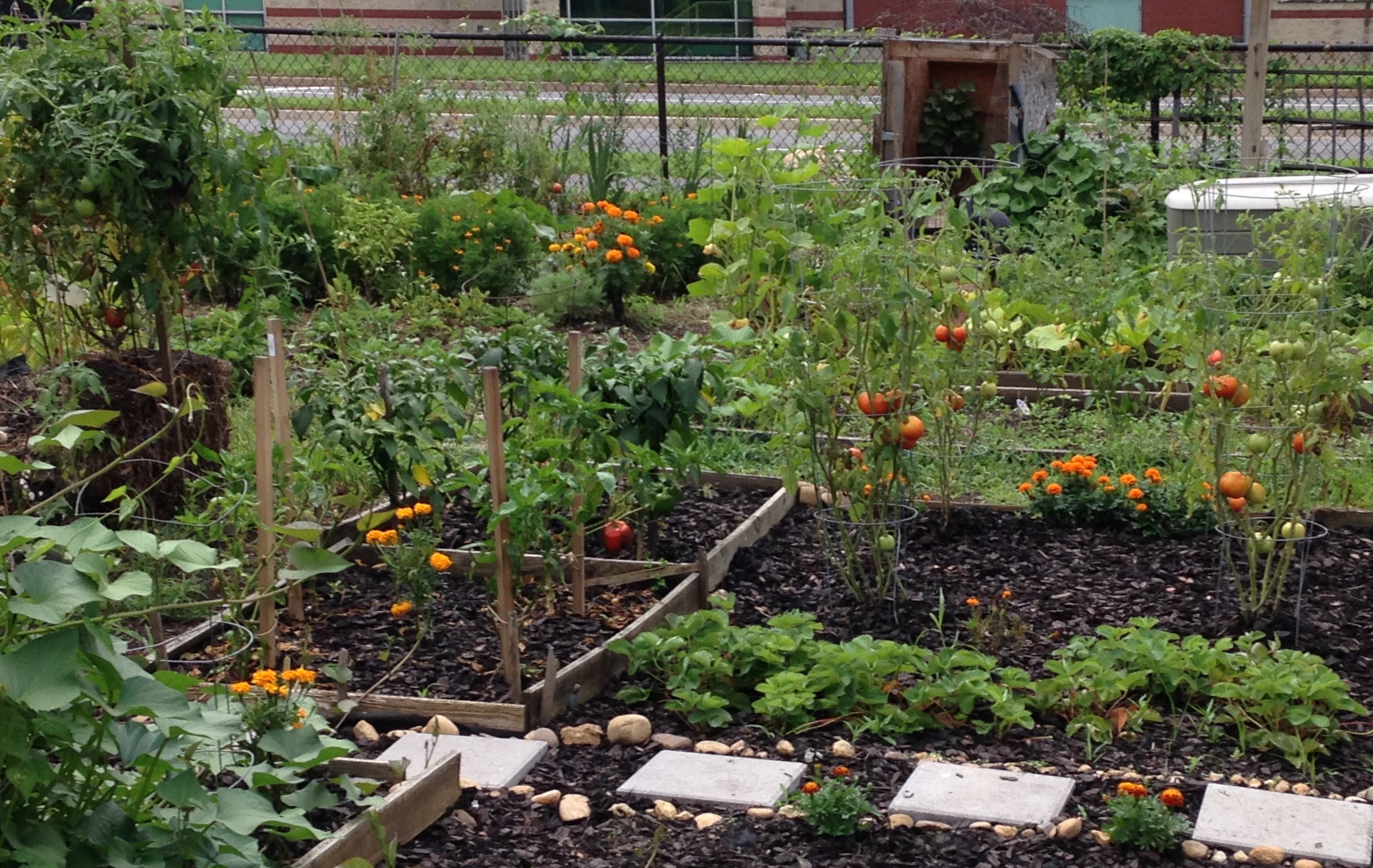 Companion planting, tomatoes and marigolds; South Four Mile Run Community Garden