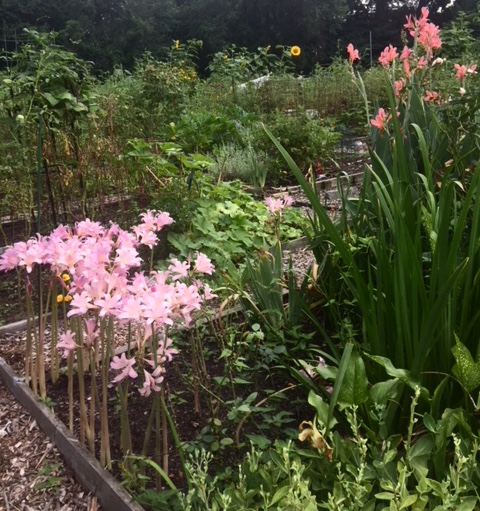 Lilies at Jones Point Park Community Garden
