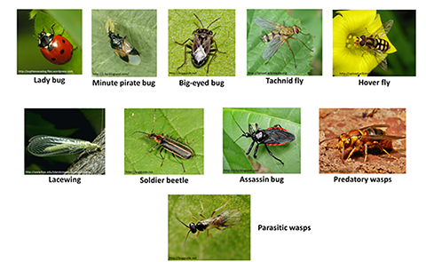 Beneficial insects for enhanced pollination and biological control chart
