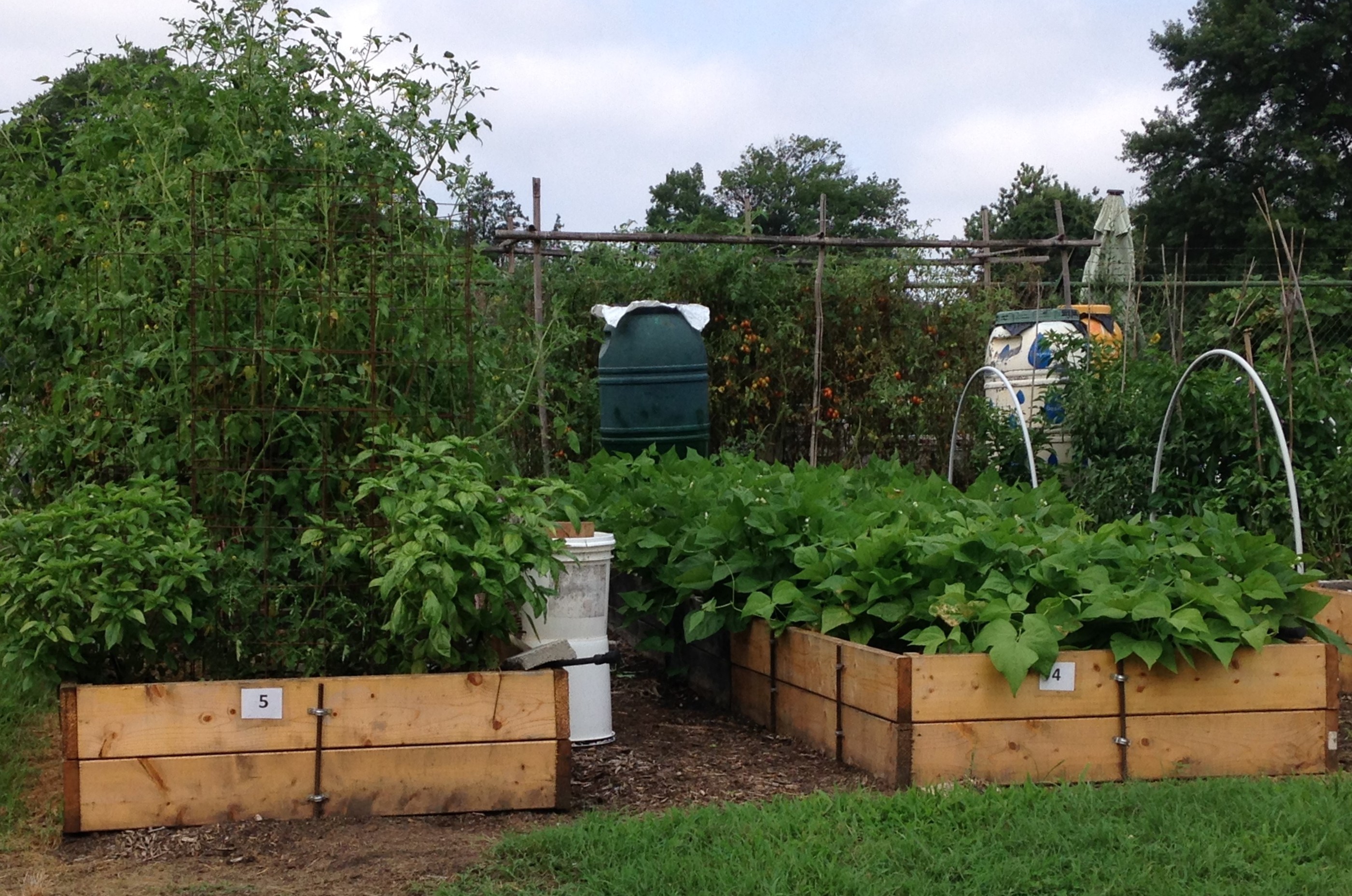 Raised vegetable beds and rain barrels at Fort Barnard Community Garden