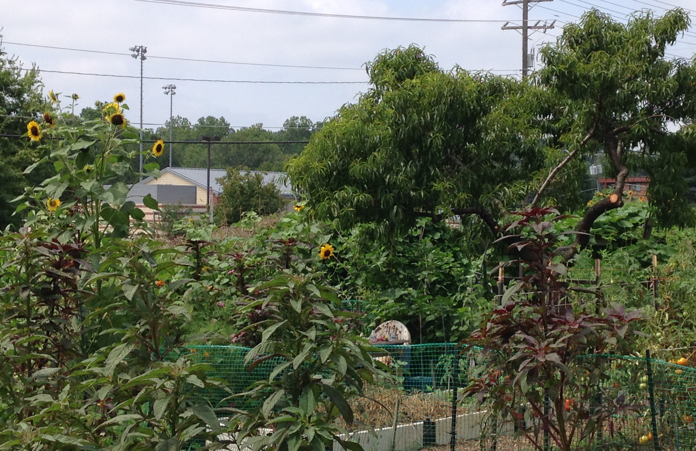 outh Four Mile Run Community Garden, Barcroft Sports and Fitness Center in the background
