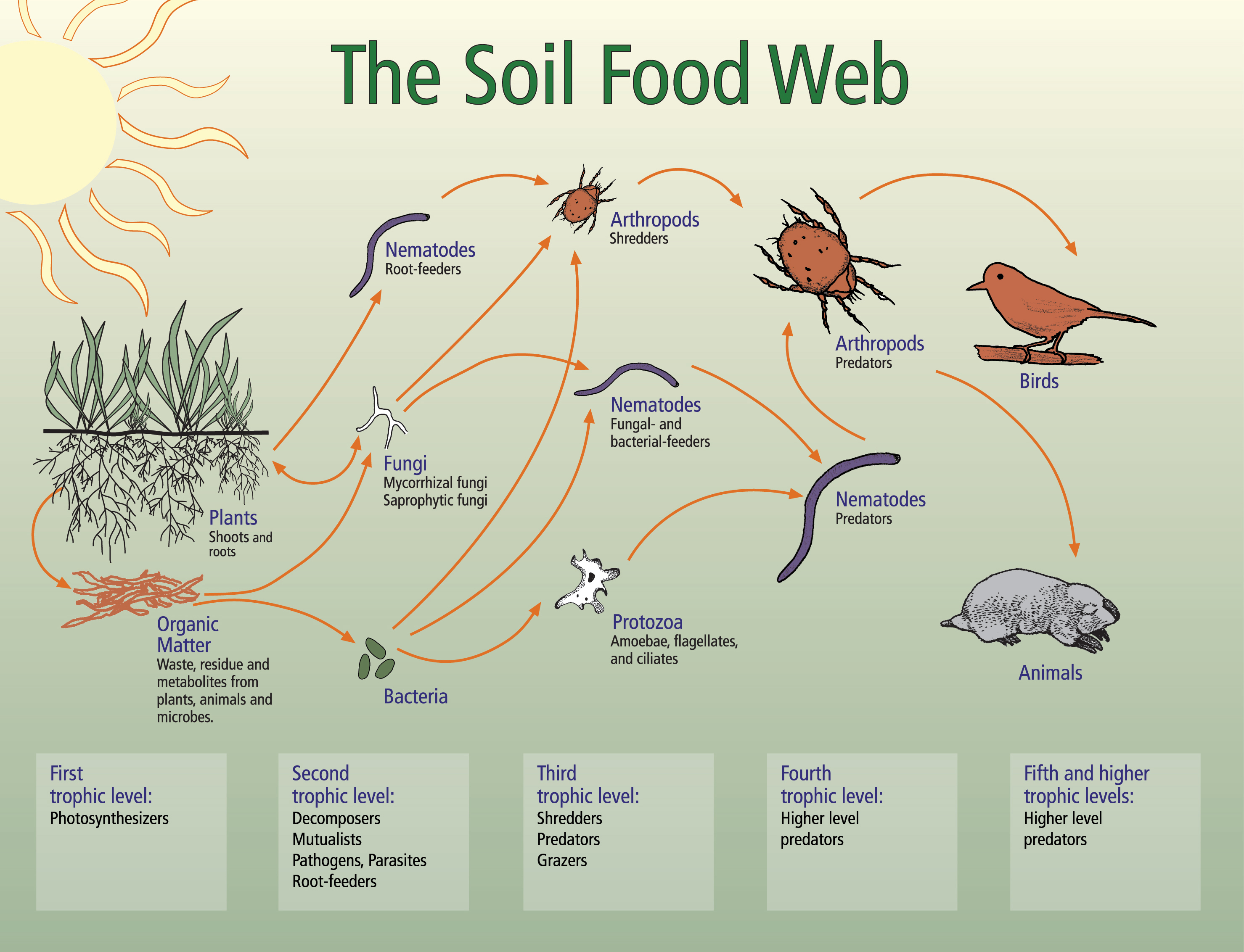 Soil Food Web Picture
