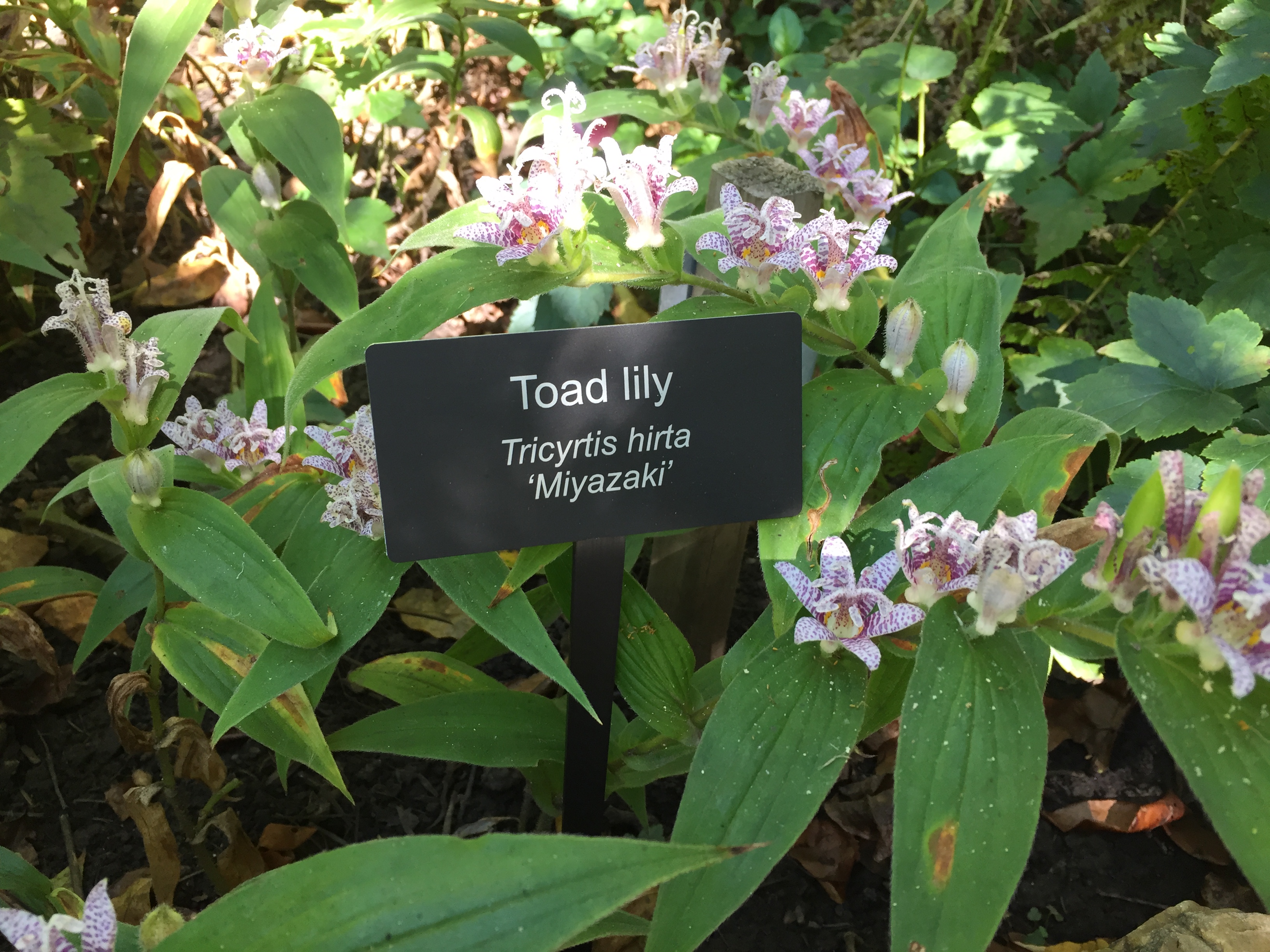 toad lily with label