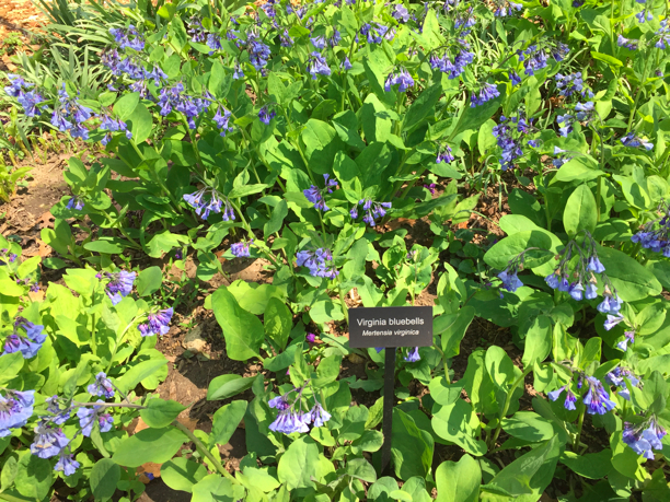 Virginia bluebells with label