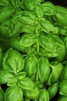 BAsil
