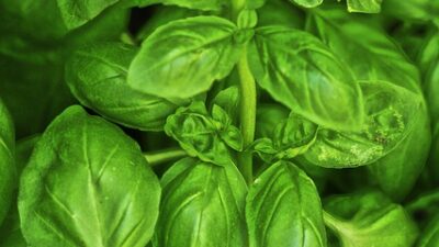 BAsil