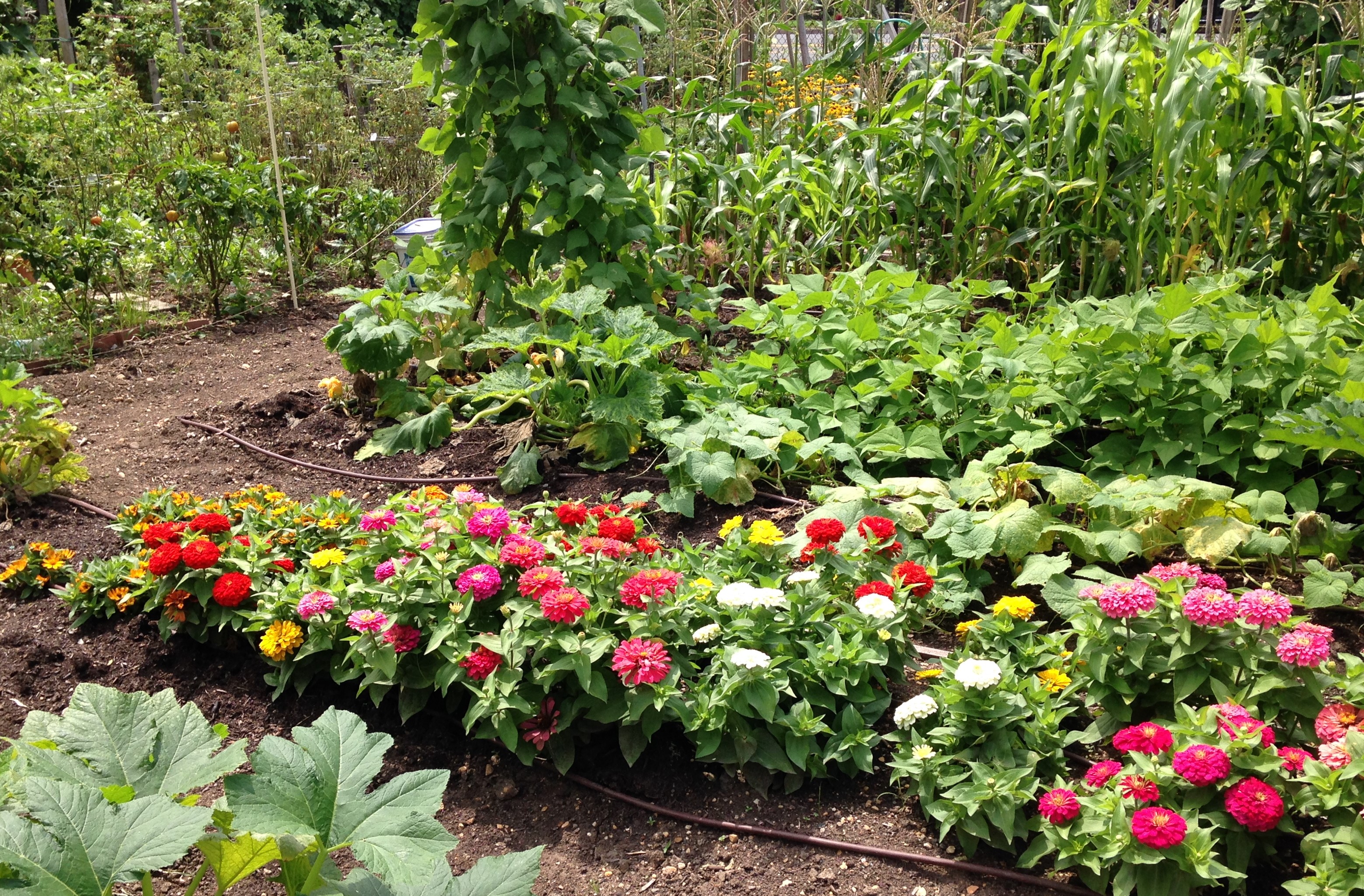 Zinnias and vegetables at Fort Barnard Community Garden