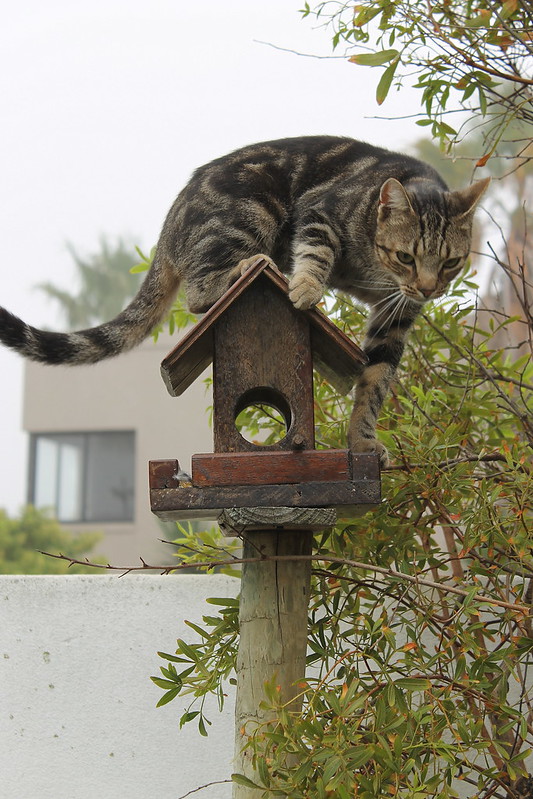 Cat hunting for birds
