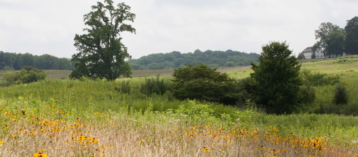 Longwood Gardens - Summer in the Meadow Garden Photo 2013 by Daniel Traub