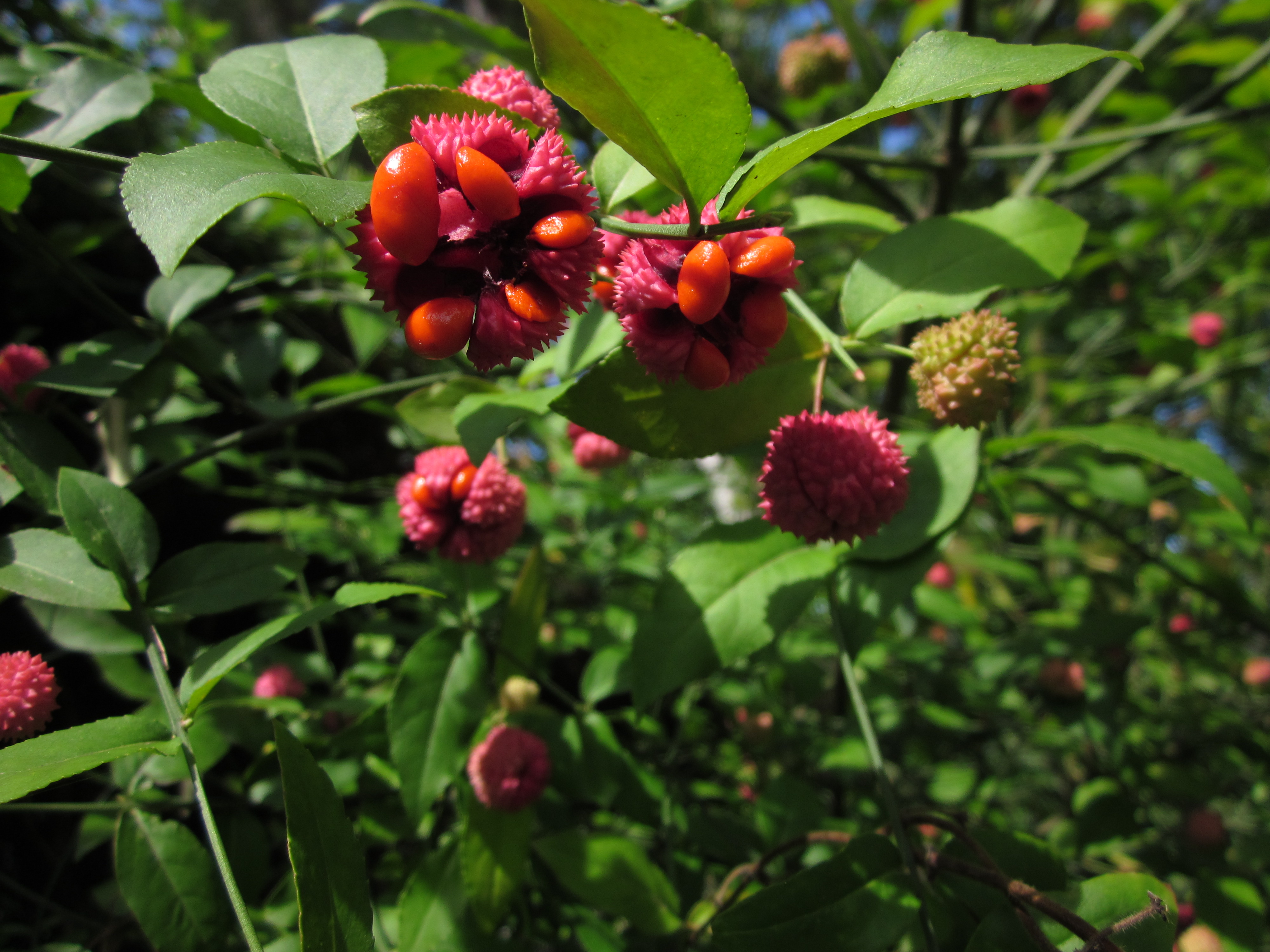 Euonymus americanus (Strawberry Bush) fruit.