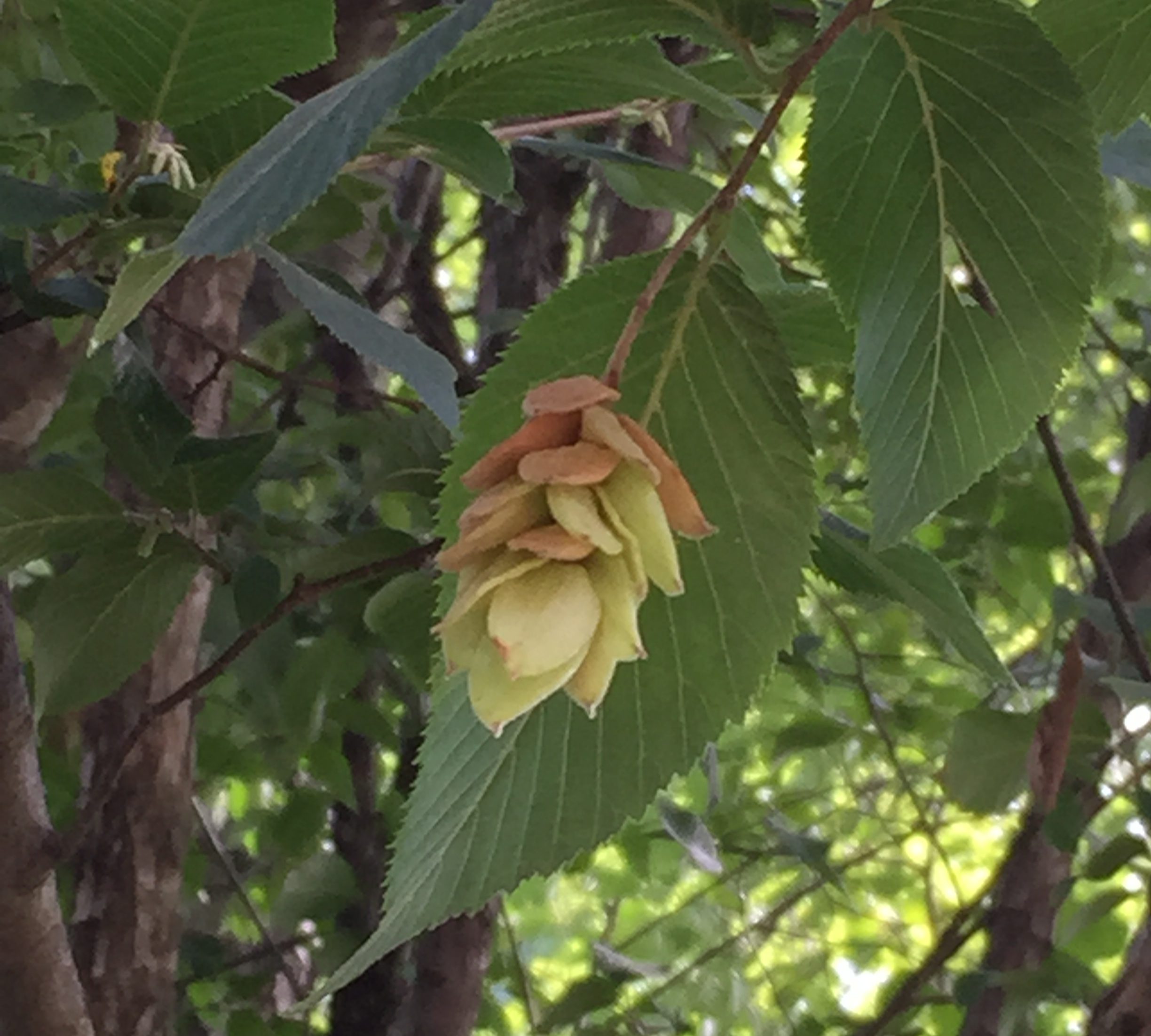 Ostrya virginiana, Eastern Hop Hornbeam . The fruit - resembles hops and consists of clusters of leafy, oval, papery sacs.