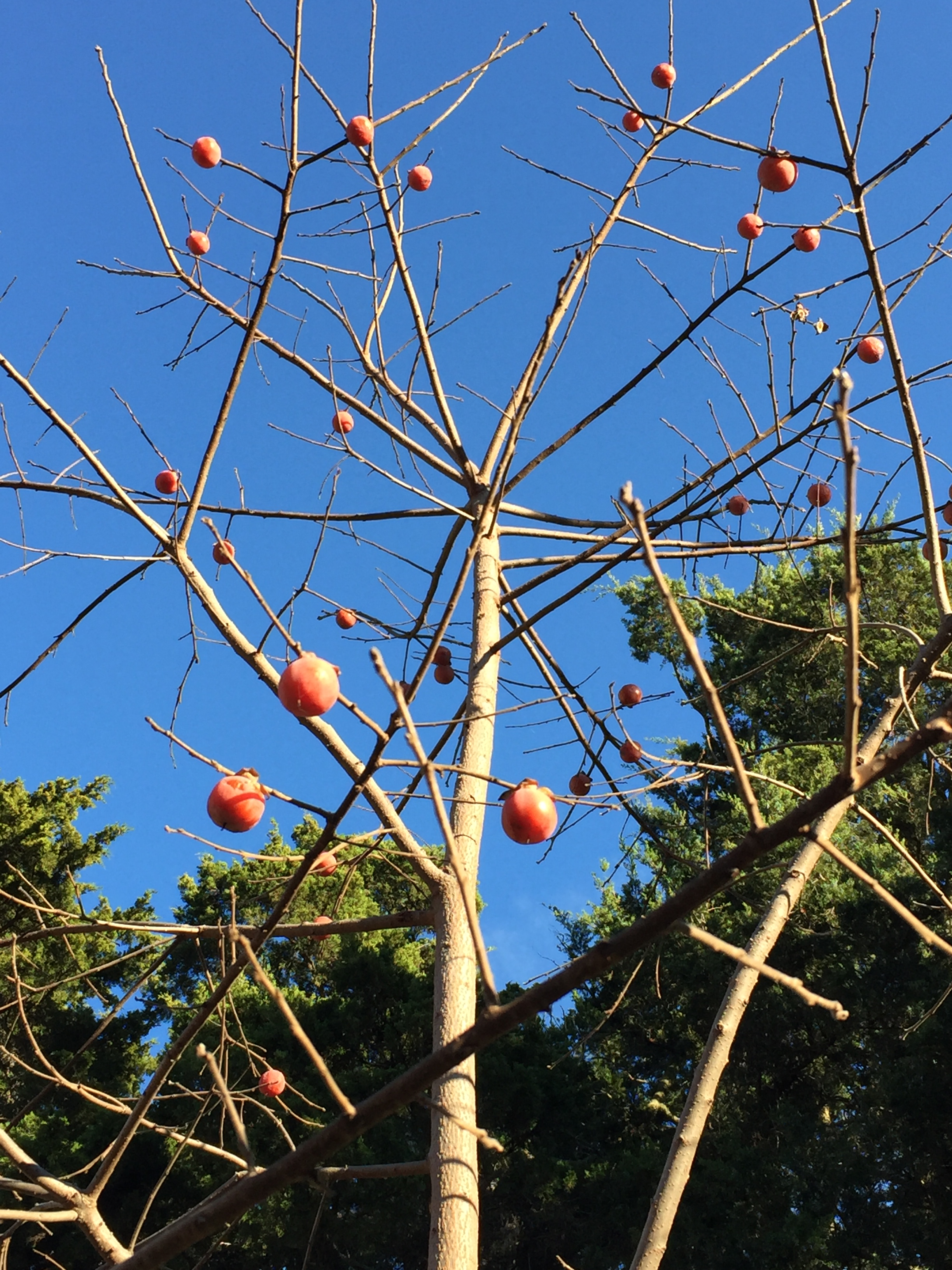 Ripening fruit on the persimmon tree after leaf drop in November. Photo © 2015 Elaine Mills