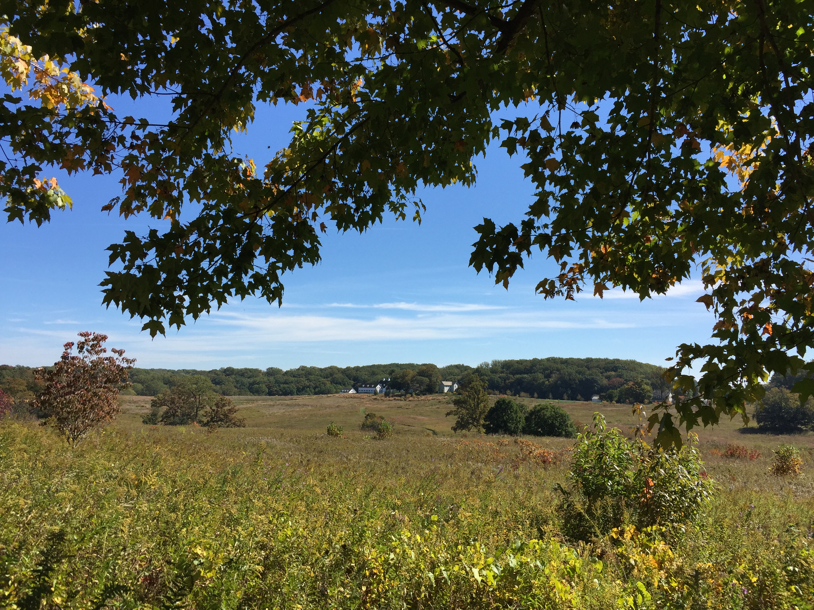 View of the meadow from the forest edge. Photo © 2015 Bob Kline