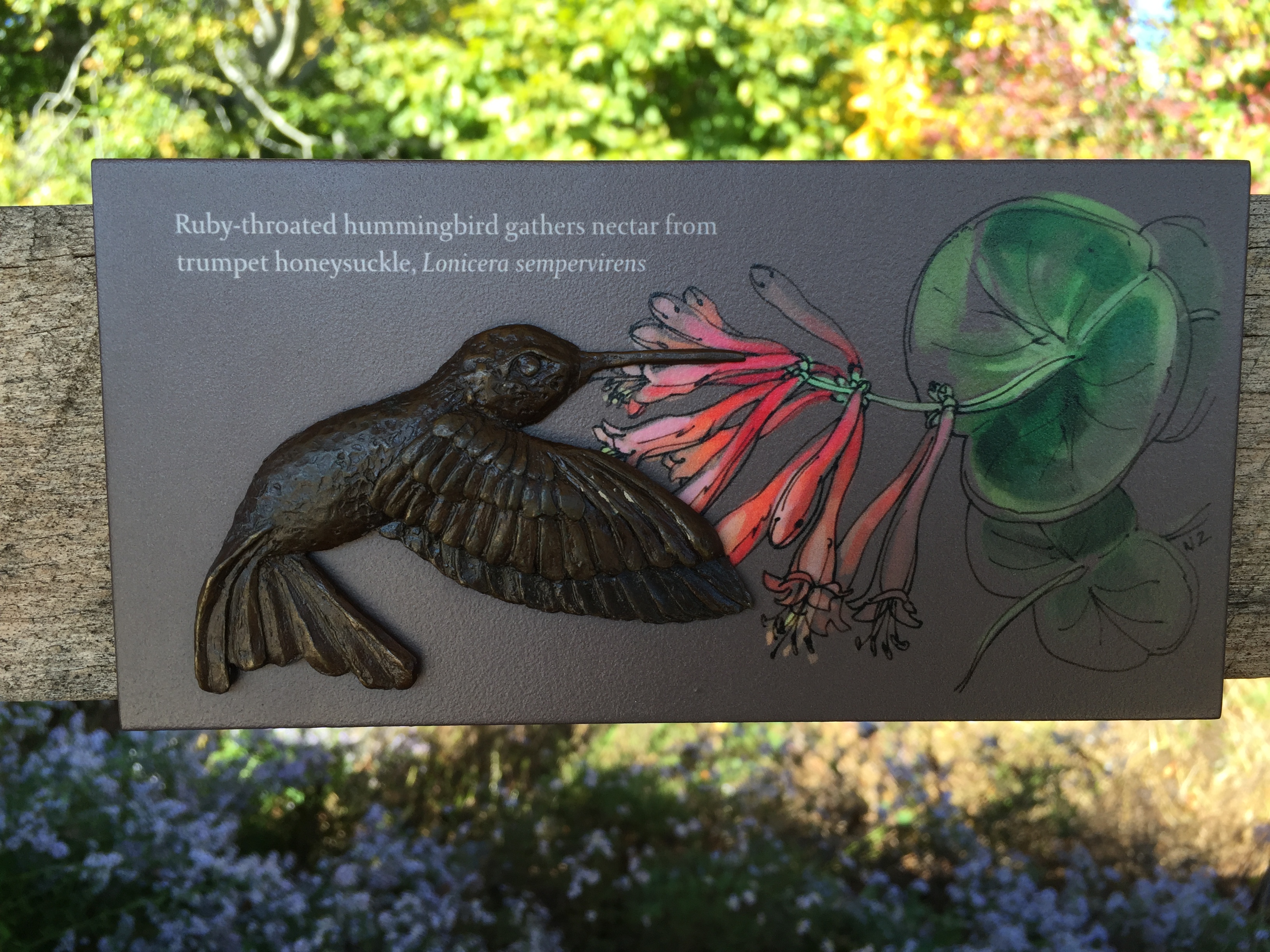Display illustrating a pollinator-plant partnership. Photo © 2015 Elaine Mills