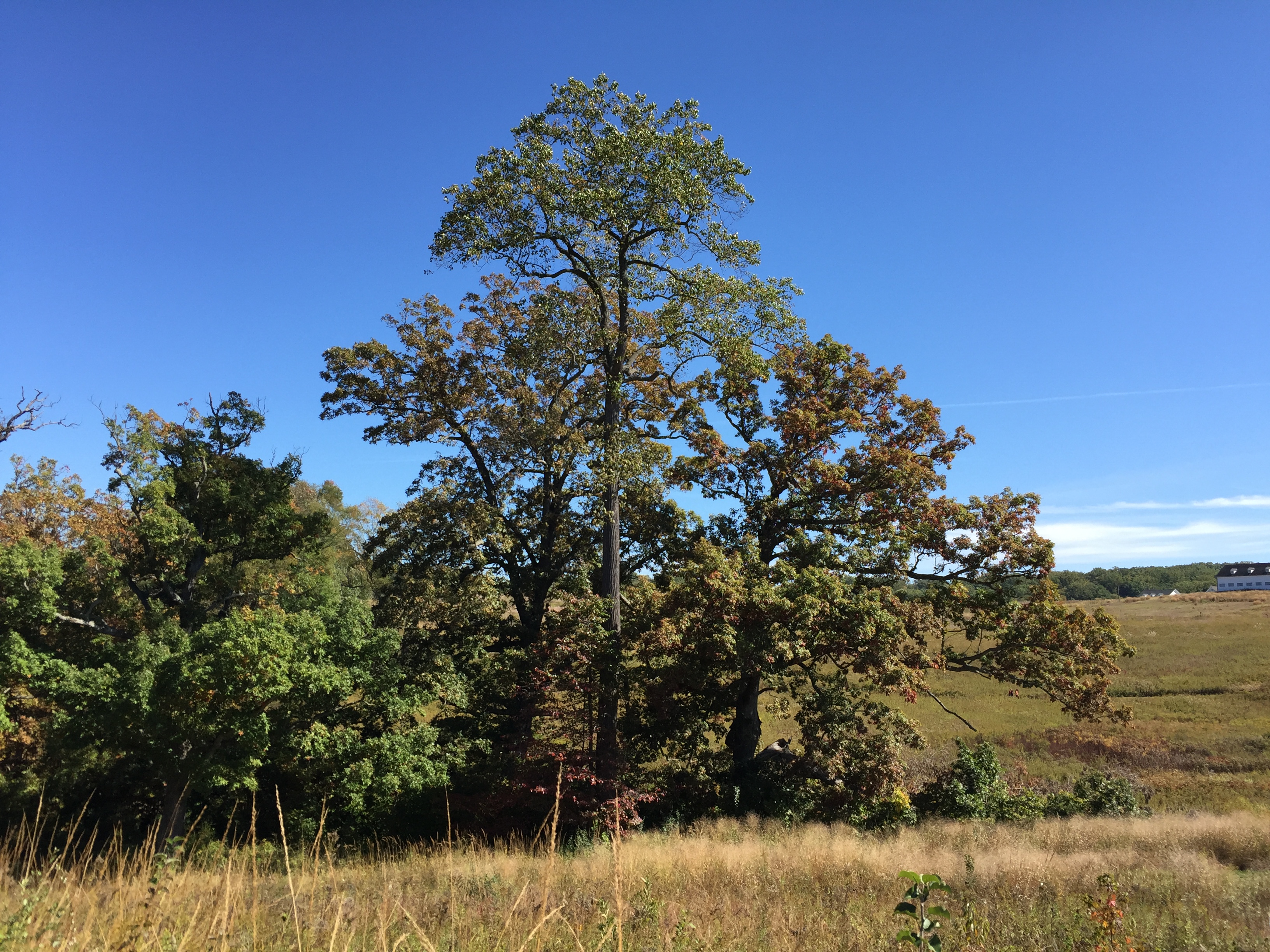 Stands of mature beech and oak trees at the top of the meadow. Photo © 2015 Elaine Mills