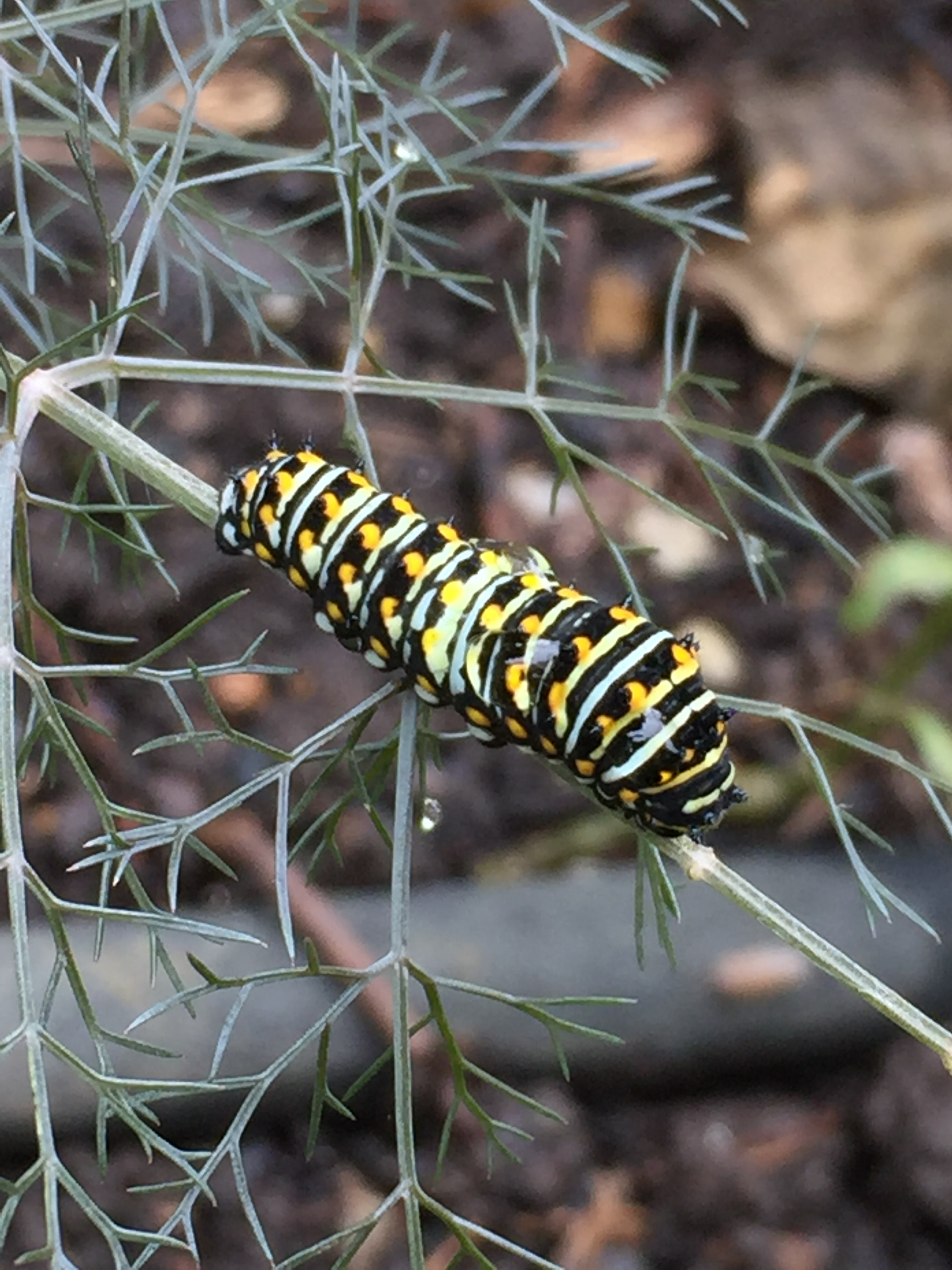 First Instar of Black Swallowtail caterpilar at Glencarlyn Library Community Garden. Photo © 2018 Elaine L. Mills