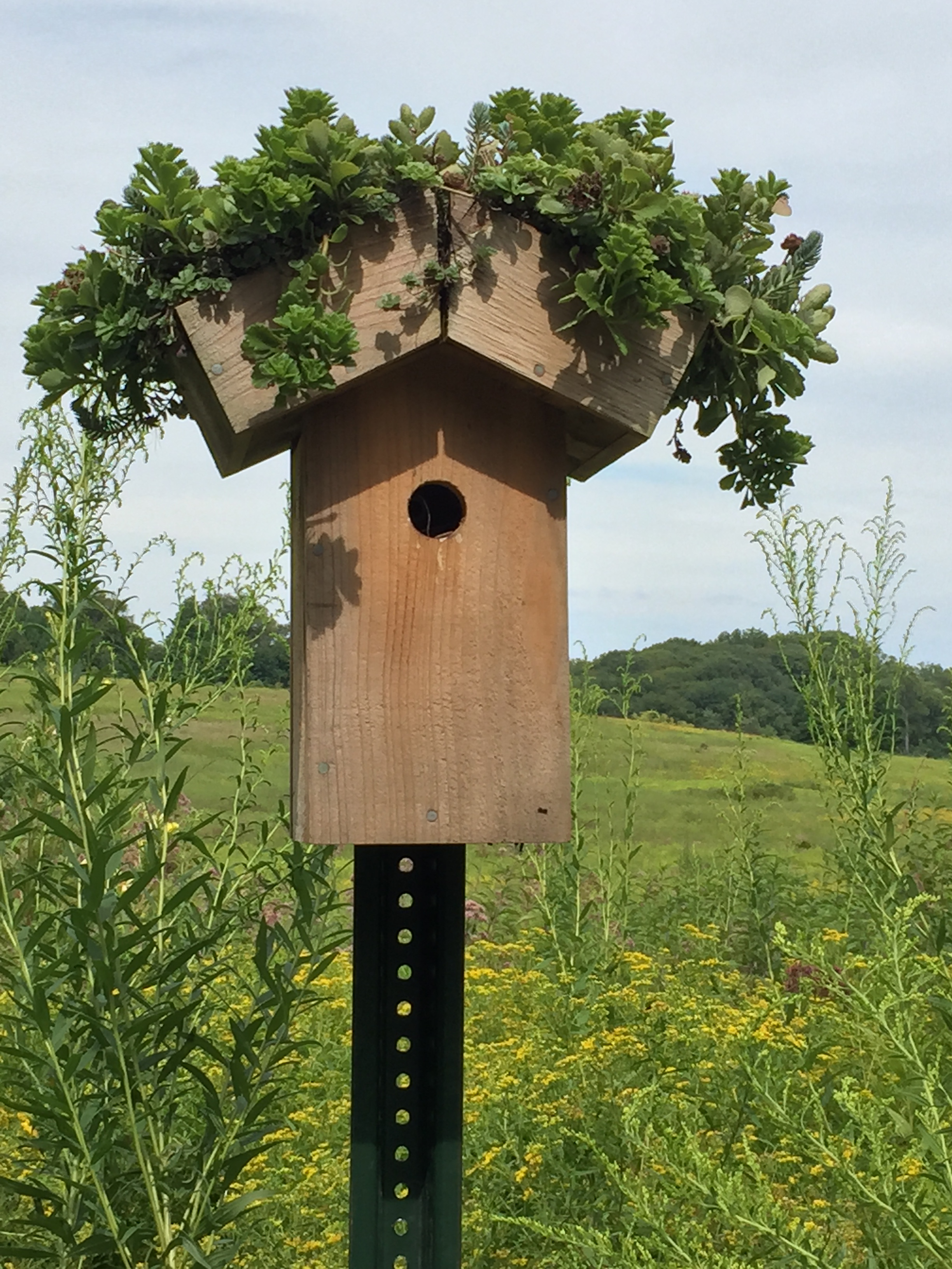 Birdhouse to support the meadow bird population. Photo © 2015 Elaine Mills