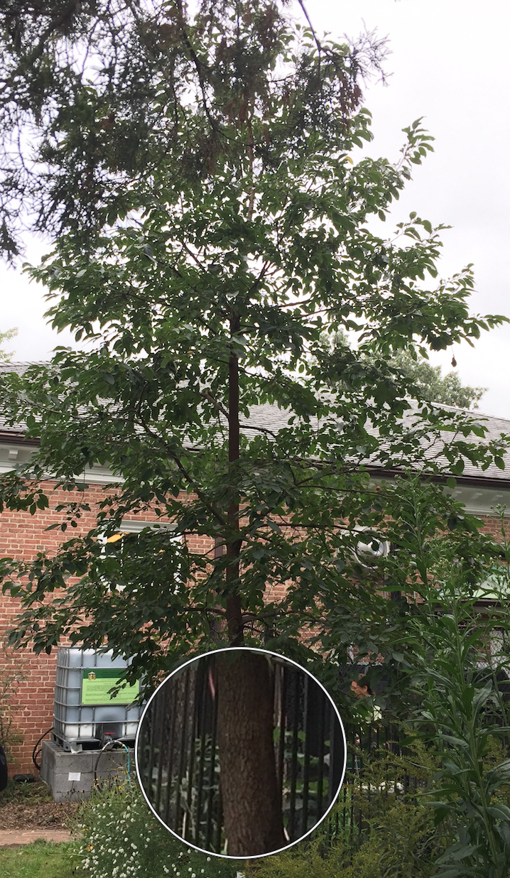 Diospyros virginiana in the garden with detail of scaly bark. Photo © 2018 Elaine Mills