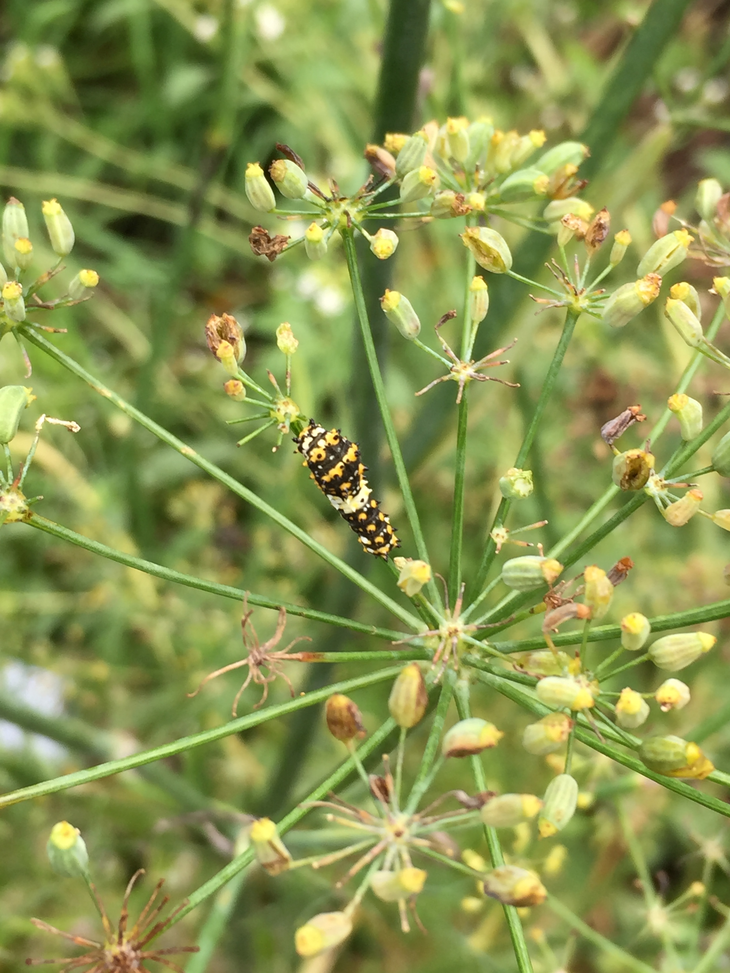 Black Swallowtail caterpilar at Glencarlyn Library Community Garden. This one is a 2nd instar.
