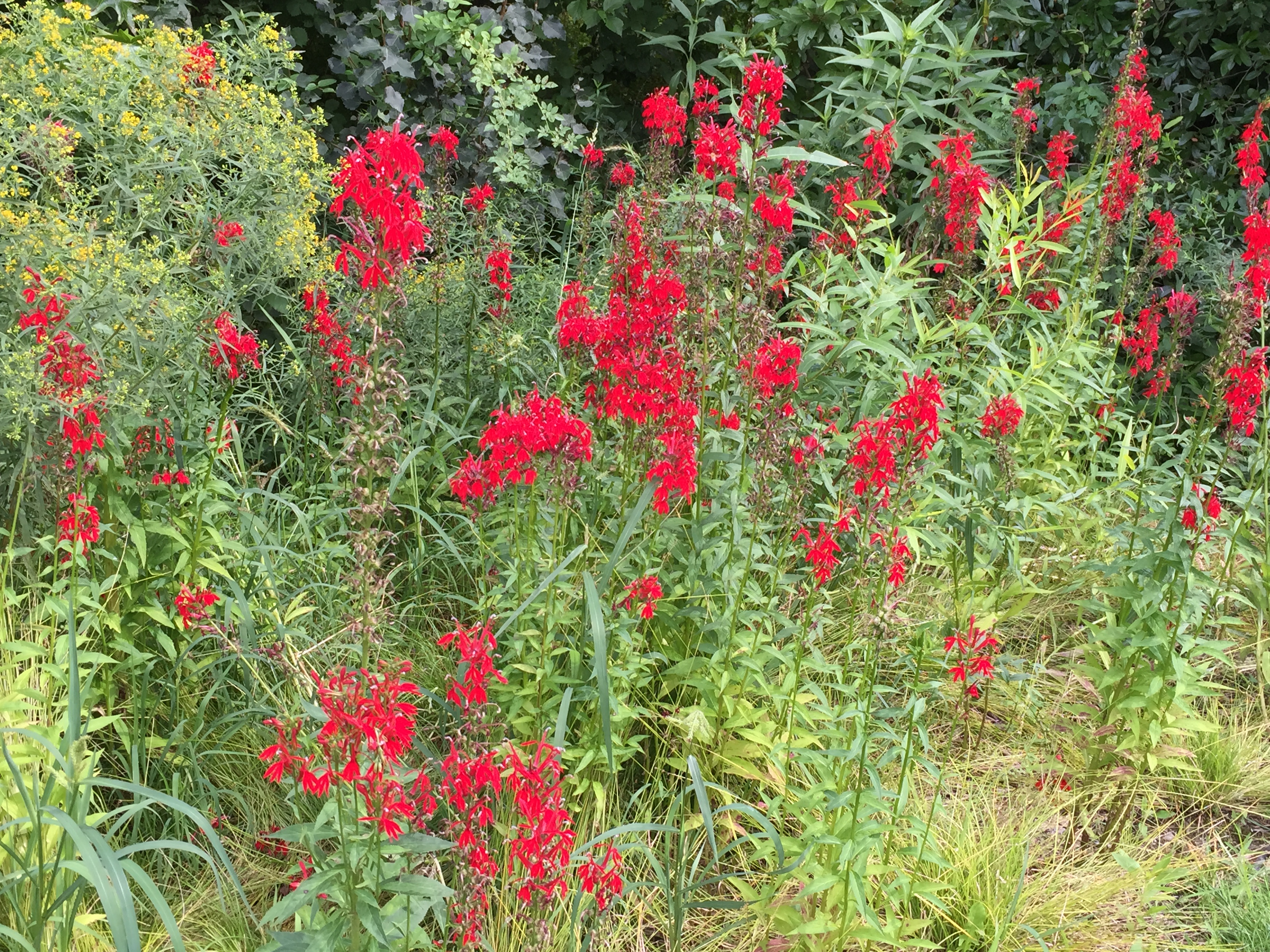 Lobelia cardinalis (cardinal flower) in moist areas of ground approaching the meadow from Hourglass Lake. Photo © 2015 Elaine Mills