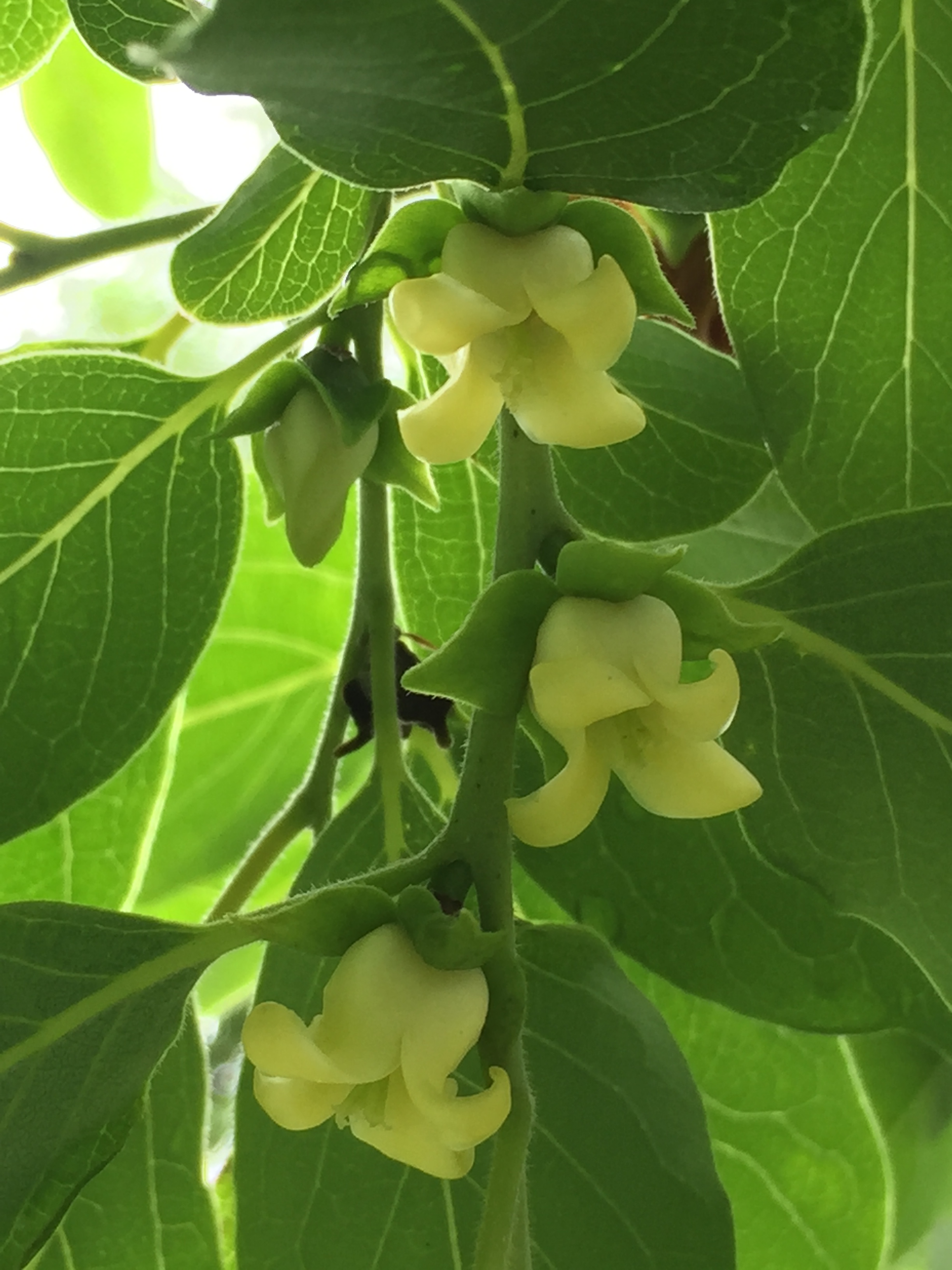 Creamy greenish-yellow flowers appear in late May. Photo © 2018 Elaine Mills