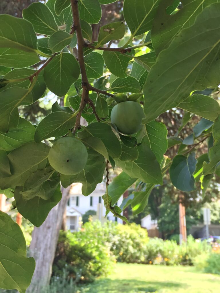 Developing fruit is green in August. Photo © 2017 Elaine Mills.