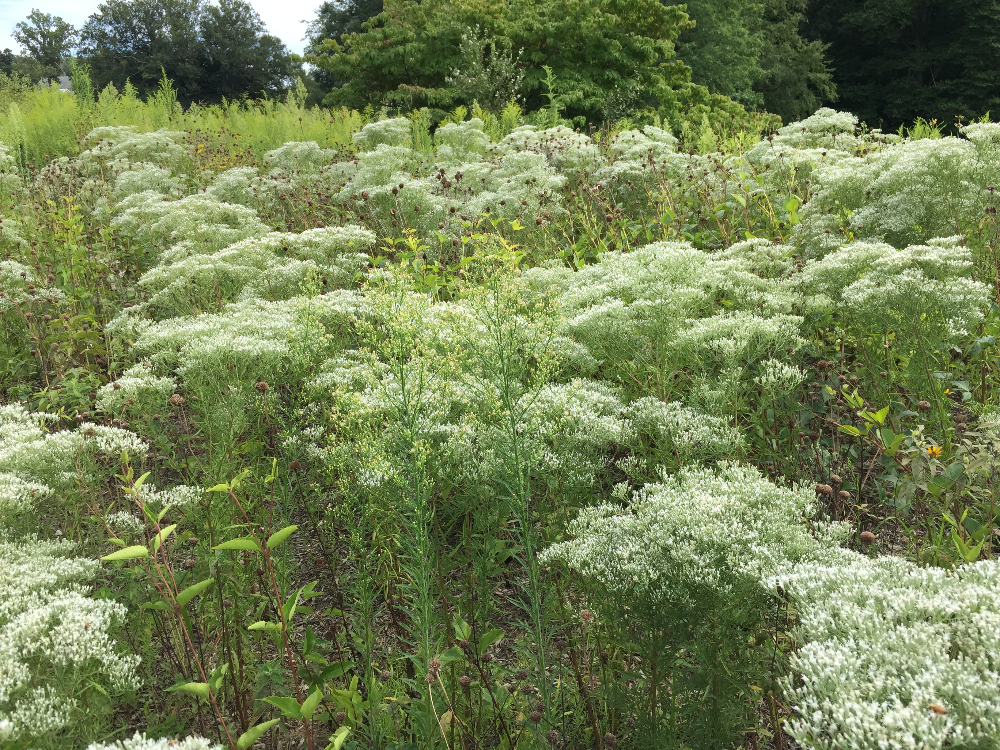Drifts of Eupatorium hyssopifolium (hyssop leaf thoroughwort or boneset) in August. Photo © 2015 Elaine Mills