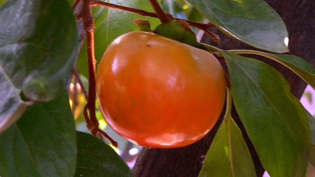 he oriental persimmon is native to China, where it has been cultivated for centuries and more than two thousand different cultivars exist. It spread to Korea and Japan many years ago where additional cultivars were developed. The plant was introduced to California in the mid 1800's.