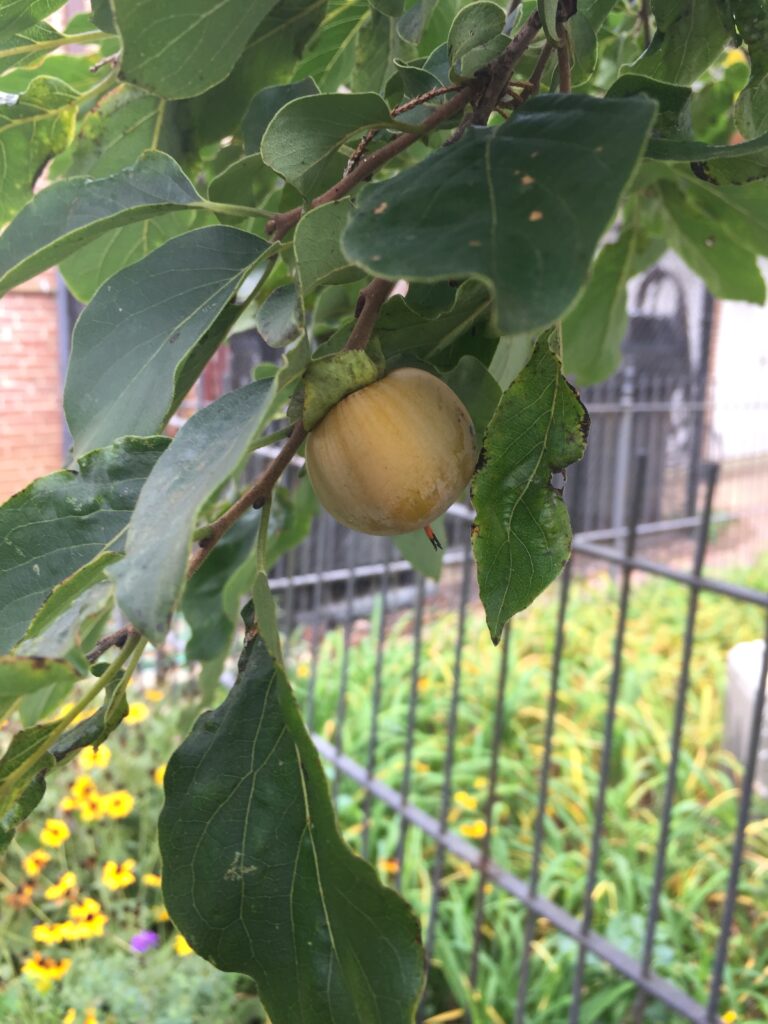 Ripening fruit in September. Photo © 2017 Elaine Mills