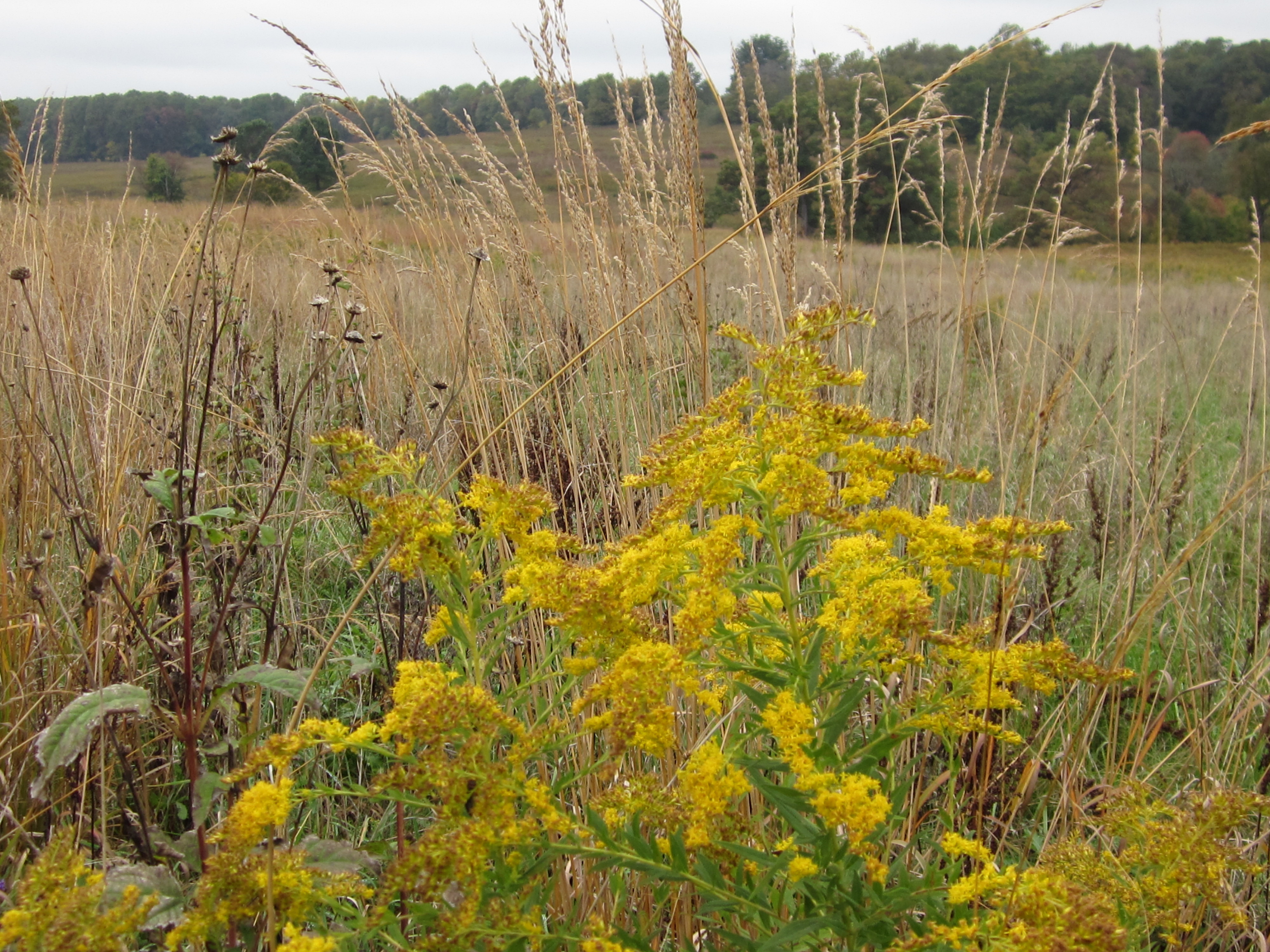 Solidago canadensis (Canada goldenrod) adds color against a native grass in October. Photo © 2014 Elaine Mills