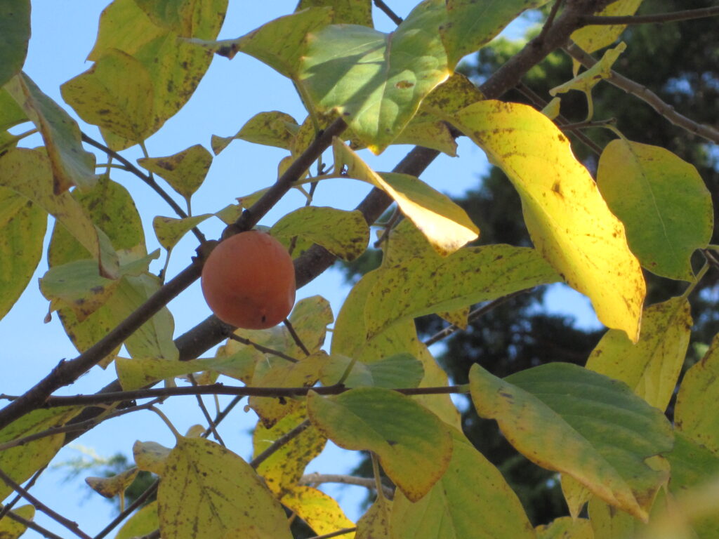 Persimmons continue to ripen as leaves turn yellow. Photo © 2014 Elaine Mills