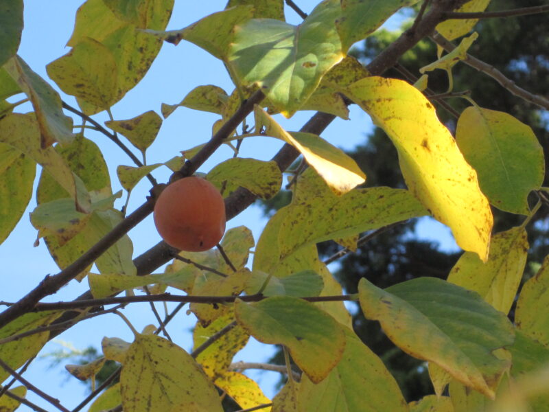 Persimmons continue to ripen as leaves turn yellow. Photo © 2014 Elaine Mills
