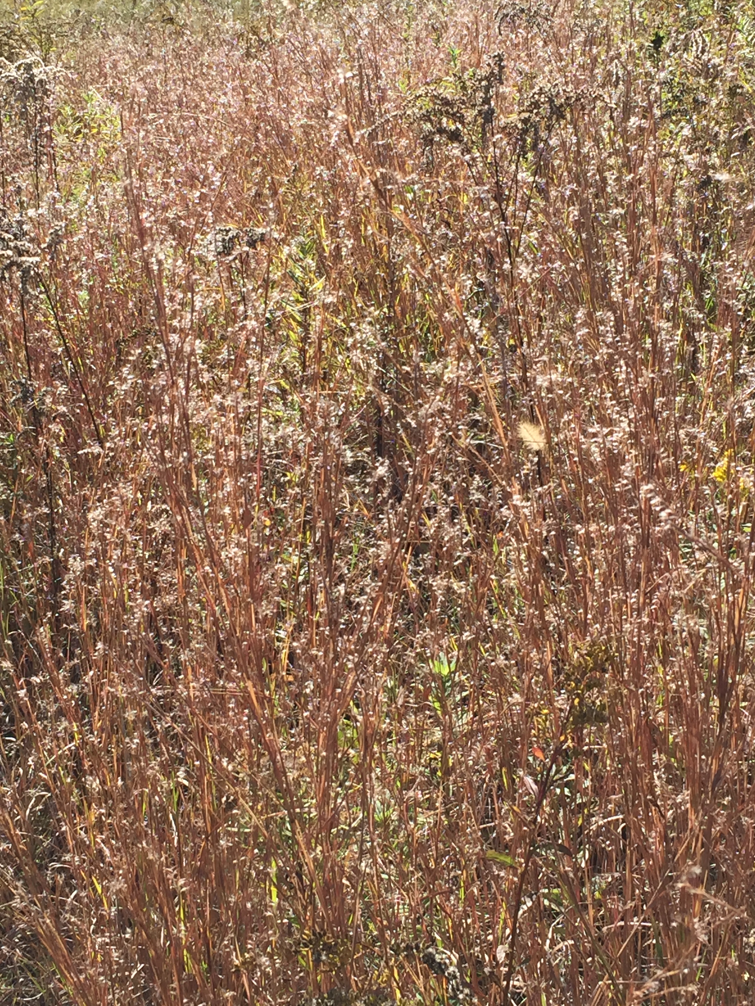 Fluffy seed heads of Schizachyrium scoparium (little bluestem) glisten in autumn sunshine. Photo © 2015 Elaine Mills