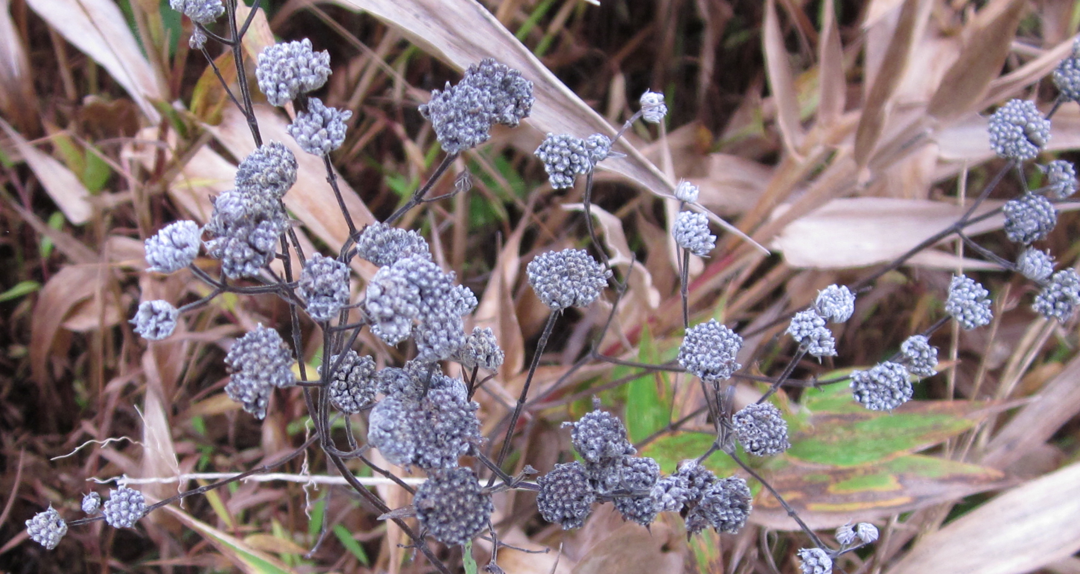 In winter, Pycnanthemum virginianum (Virginia mountain mint) provides overwintering protection for insects. Photo © 2015 Elaine Mills