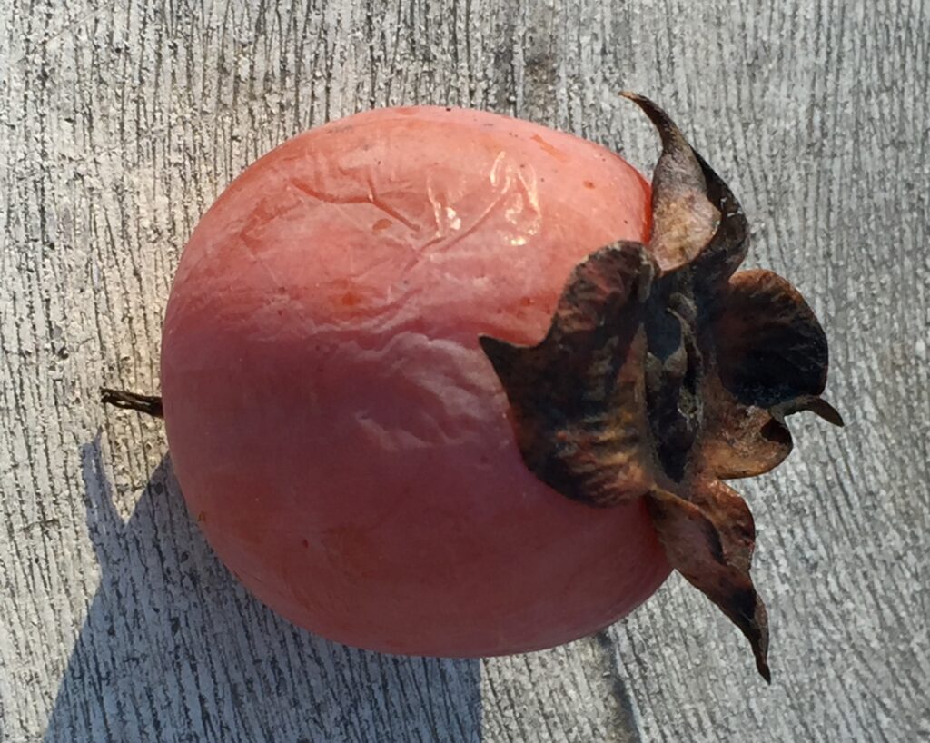 Ripe native persimmon ready for eating. Photo © 2015 Elaine Mills