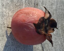 Ripe native persimmon ready for eating. Photo © 2015 Elaine Mills