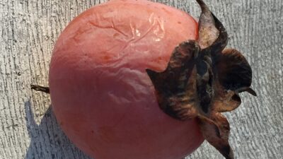 Ripe native persimmon ready for eating. Photo © 2015 Elaine Mills