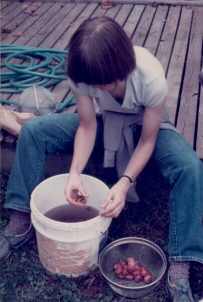 The author cleaning ripe persimmons. Photo © 1985 Bob Kline