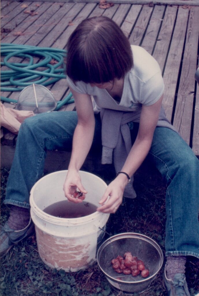 The author cleaning ripe persimmons. Photo © 1985 Bob Kline
