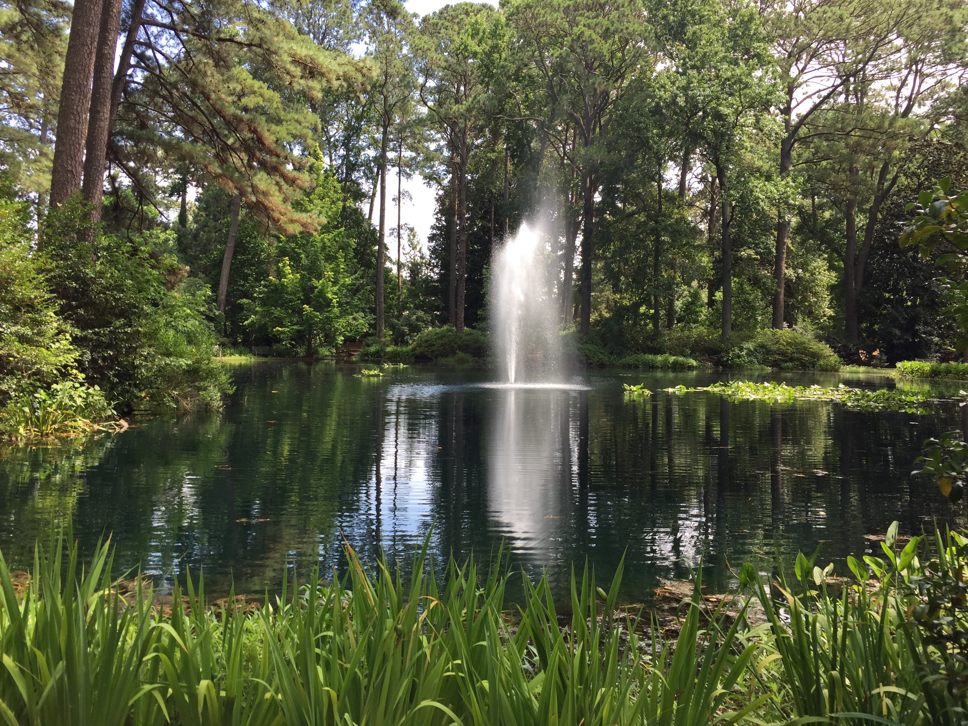 Friendship Pond bordering the Hofheimer Camellia Garden, home to 1,100 camellia species. Photo © 2018 Elaine Mills.